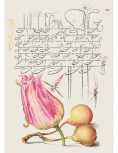 Del Libro Modelo de Caligrafía, VII