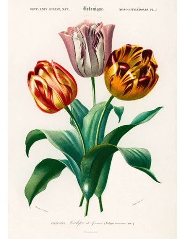 El tulipán de Didier
