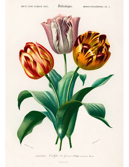 El tulipán de Didier