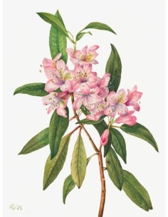 Rododendro de Rose Bay, 1932