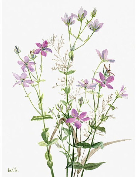 Sabbalia angularis, 1880