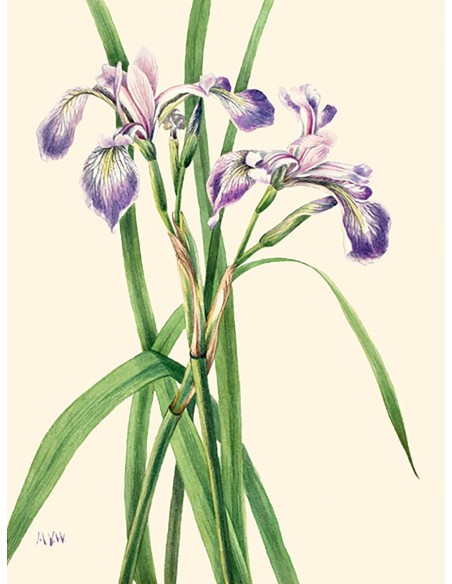 Iris de bandera azul, 1919