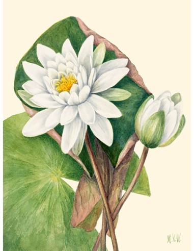 Nenúfar americano, 1920