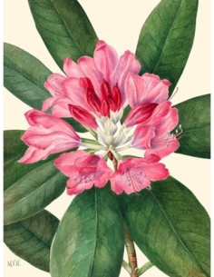 Bahía Mountain Rose, 1932