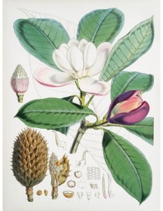 Magnolia Hodgsonii, 1855