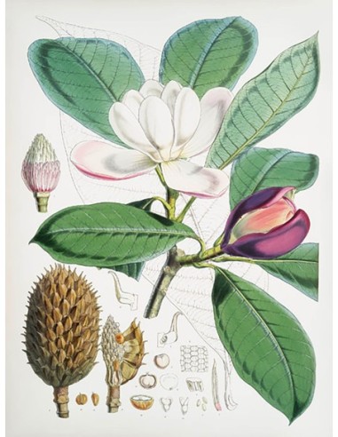 Magnolia Hodgsonii, 1855