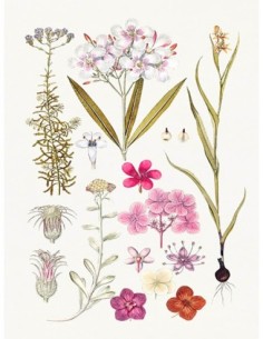 Flores rosas dibujadas a mano