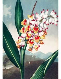 La Renalmia Cabeceante de El Templo de Flora