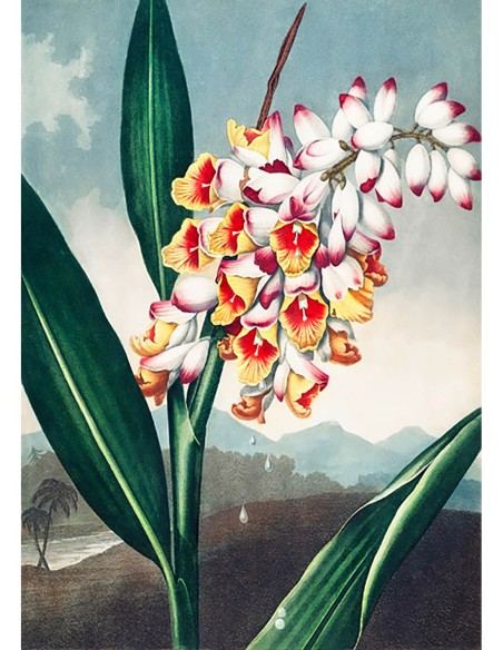 La Renalmia Cabeceante de El Templo de Flora