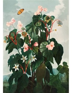 Begonia del Templo de la Flora