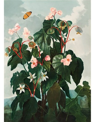 Begonia del Templo de la Flora