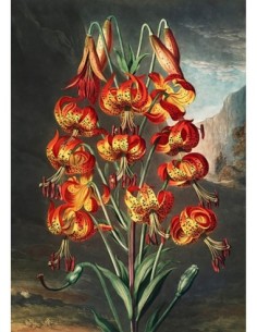 El lirio del Templo de Flora