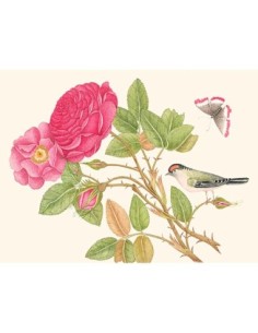 Un pájaro en una rama de rosa