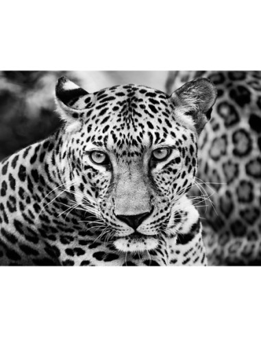 Leopardo joven