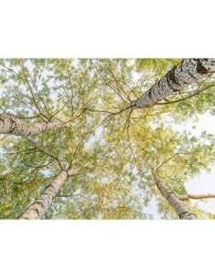 Bosques de abedules en primavera