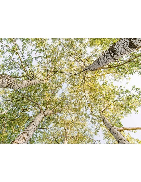 Bosques de abedules en primavera