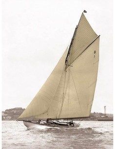 Balandra victoriana en el puerto de Sídney