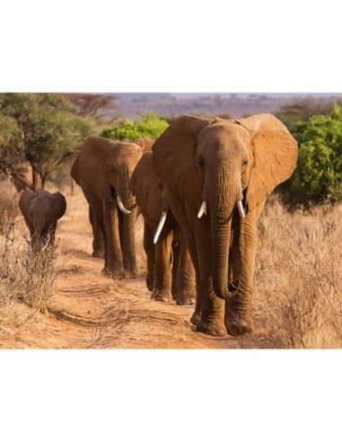 Manada de elefantes africanos, Kenia