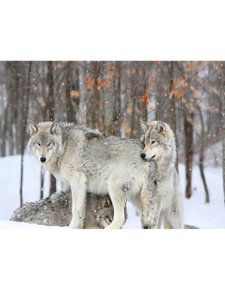 Lobos grises se acurrucan juntos durante una tormenta de nieve, Quebec