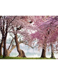 Cerezos en flor, Washington, EE. UU.