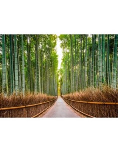 Bosque de bambú, Kioto, Japón