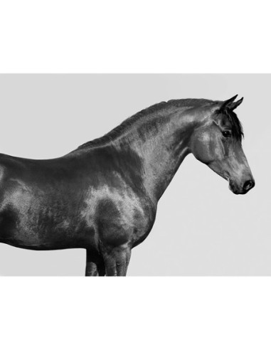 Orfeo, caballo árabe