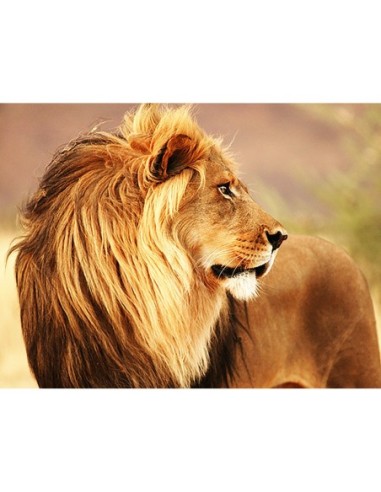 León macho, Namibia