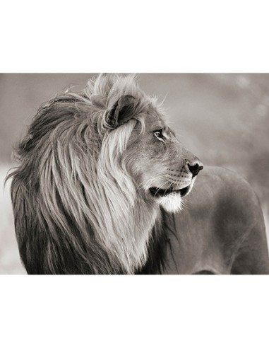 León macho, Namibia (BW)