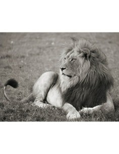León macho, Parque Nacional del Serengeti