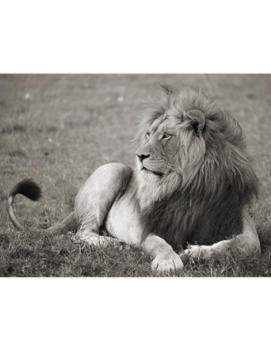 León macho, Parque Nacional del Serengeti