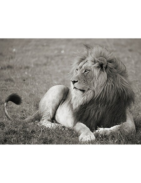 León macho, Parque Nacional del Serengeti
