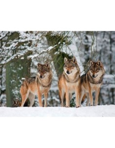 Lobos en la nieve, Alemania