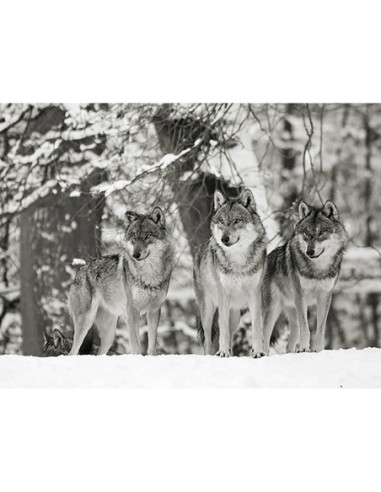 Lobos en la nieve, Alemania (BW)