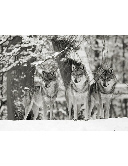 Lobos en la nieve, Alemania (BW)