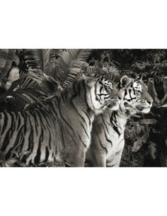 Dos tigres de Bengala (BW)