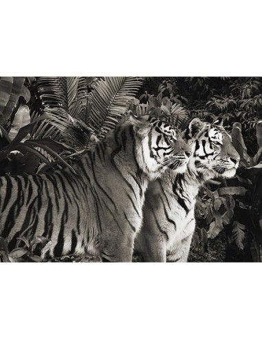 Dos tigres de Bengala (BW)