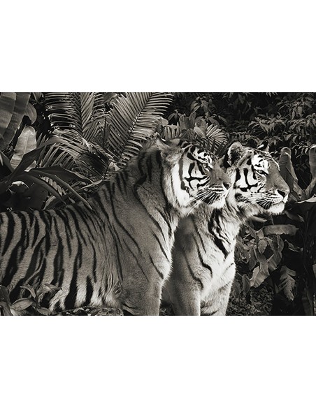 Dos tigres de Bengala (BW)