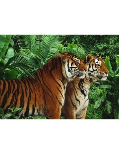 Dos tigres de Bengala