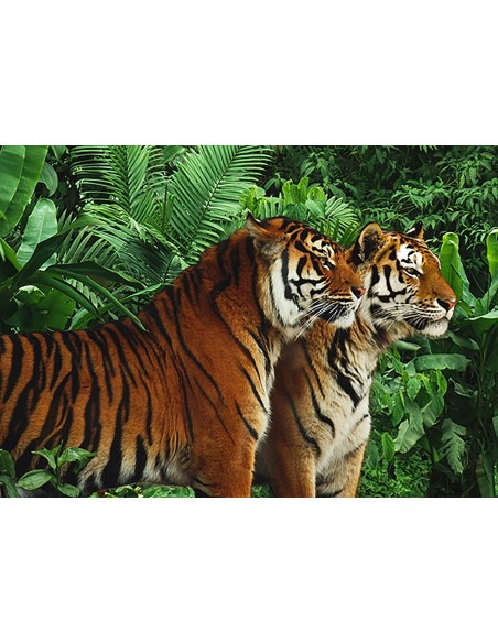 Dos tigres de Bengala