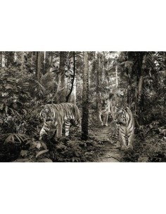 Tigres de Bengala (BW)