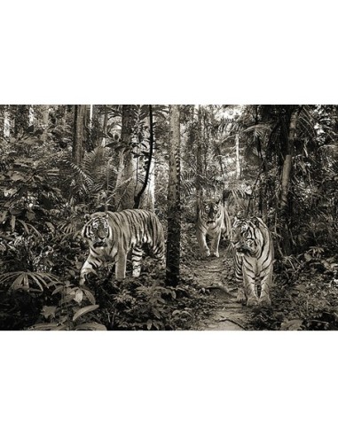 Tigres de Bengala (BW)