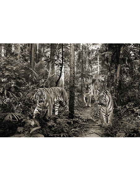 Tigres de Bengala (BW)