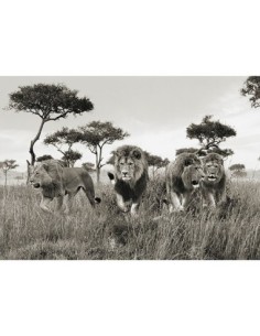 Hermanos, Masai Mara, Kenia