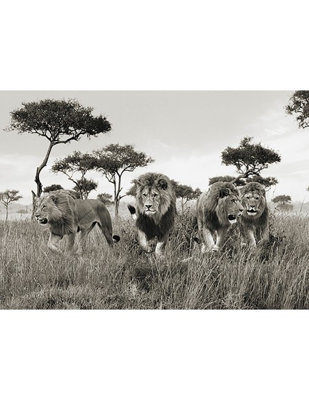 Hermanos, Masai Mara, Kenia