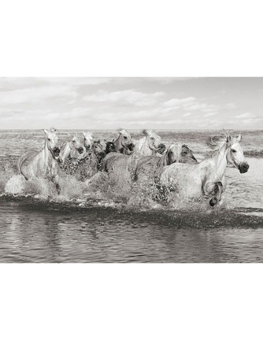 Manada de caballos, Camarga