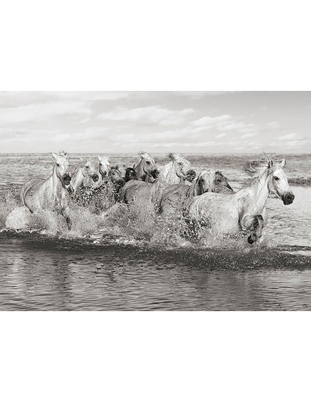 Manada de caballos, Camarga