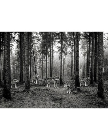 Manada de lobos en el bosque (BW)