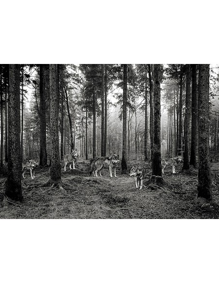 Manada de lobos en el bosque (BW)