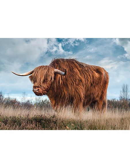 Toro de las Tierras Altas de Escocia