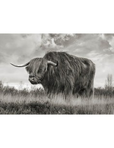 Toro de las Tierras Altas de Escocia (BW)